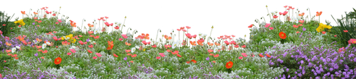 flowers.png